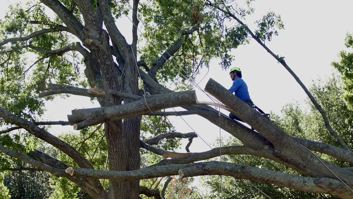 Professional Crown Thinning performed by certified arborists in Midland